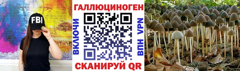 гидра вход  Камышин  Псилоцибиновые грибы Psilocybine cubensis  как найти  